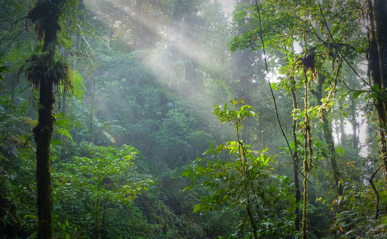 Влажные экваториальные леса климатические условия. Лес Папуа. Тропические леса Папуа новая Гвинея. Влажные тропические леса новой Гвинеи. Тропические леса Евразии климат.