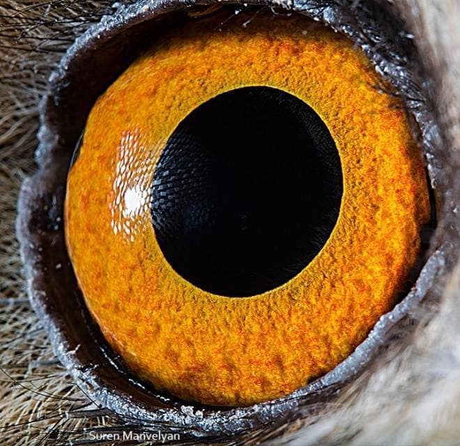 36 occhi di animali selvaggi - Bioradar